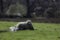Ewe sheep lying down with spring lambs