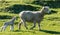 Ewe sheep with newborn lamb in a grassy paddock, on a misty afternoon, near Gisborne, New Zealand