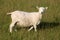 Ewe in sunlight in grassy field looking at camera