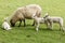 The Ewe And The Triplet Lambs