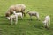 The Ewe, The Triplet Lambs And Their Play Mate