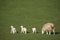 Ewe and triplets in a field