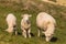 Ewe with two lambs grazing