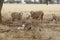 Ewes and lambs in the drought - Australia