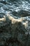 Ewes and lambs in falling snow, Alaska, Denali National Park, Ta