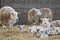 Ewes and lambs on a farm at lambing time in spring