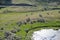 Ewes and Lambs on Montana mountainside