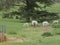 Ewes with lambs in Parkland near hay feeder