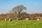 Ewes and their lambs in a field in Sussex, on a sunny spring day