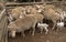Ewes with their lambs in a paddock on a sheep farm in South Africa