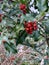 Ex aquifolium holly, common holly, English holly, European holly, or occasionally Christmas holly,