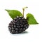 Exacting Precision: Black Raspberry On White Background
