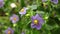 Exacum affine,Arabian, persian gentian, german violet ornamental plants in the garden.