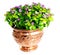 Exacum flower in copper vase