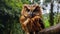 Exaggerated Facial Features Of Brown Owl In Brazilian Zoo