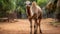 Exaggerated Poses A Stunning 32k Uhd Image Of A Harpia Harpyja Camel At A Brazilian Zoo