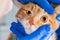 Examination of the cat`s eyes. Veterinary medicine concept. Fat ginger cat