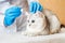 examination of a cat by a veterinarian in a vet clinic. Scottish chinchilla straight