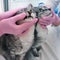 Examination of the mouth and teeth of a sick gray cat in a veterinary clinic