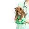 Examination in the vet clinic of a purebred dog, a pet, a mongrel. Veterenar holds little pet in arms. Copy space