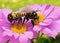 Examine the symbiotic relationship between bees and flowers and its significance in pollination.