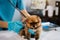 Examine the veterinarian\\\'s breath in work clothes, listen to the breath of a small dog