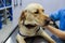 Examining and giving an IV to a sick Labrador dog.