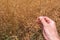 Examining oilseed rape crop pods