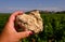 Example of caillottes Kimmerdigin limestone with oyster traces on vineyards around Sancerre wine making village, rows of sauvignon
