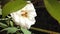 Example of insect pollination. Two bees collecting Nectar collecting from a white rose flower. Close up of white rose. Stigma and