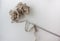 an example of knitting on white background. a small ball of soft beige yarn and a gray crochet hook.