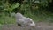 Example of pecking order amongst flock of chickens. Silkie gets pecked