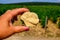 Example of terres blanches clay-limestone white soils on vineyards around Sancerre wine making village, rows of sauvignon blanc