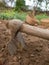 Excavating potatoes manually using manual tools