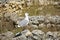 An excavation site, ruined ancient walls, a flock of seagulls sitting