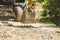 An excavator with a backhoe removes concrete debris from a recently demolished road in a provincial area. Closeup shot of bucket