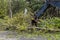 Excavator boom removes fallen trees