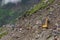Excavator cleaning the Landslide area on the Manali - Leh Highway at the Rohtang pass area, HImachal Pradesh, India.