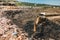 excavator doing construction works on garbage dumpsite