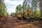 Excavator Grapple during clearing forest for new development. Tracked Backhoe with forest clamp for forestry work. Tracked timber
