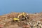 Excavator at landfill for the disposal of construction waste. Backhoe digs gravel and concrete crushing. Recycling old concrete