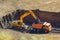 Excavator loading a dump truck in a quarry