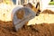 An excavator metal bucket digs sand or clay on a construction site while digging a trench