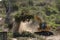 Excavator removing tree from riverbank of Breede River, South Africa.