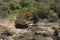 Excavator removing a tree from riverbank of River Breede, South Africa