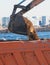 Excavator unloading sand into the dump truck on the construction site, excavating and working during road works, backhoe and