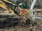 Excavator uprooting trees on land in countryside. Bulldozer clearing land from old trees, roots and branches with dirt and trash.