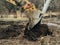 Excavator uprooting trees on land in countryside. Bulldozer clearing land from old trees, roots and branches with dirt and trash.