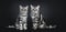 excellent black silver tabby blotched British Shorthair cat kittens,isolated on black background