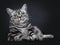 Excellent black silver tabby blotched green eyed British Shorthair kitten, Isolated on black background.